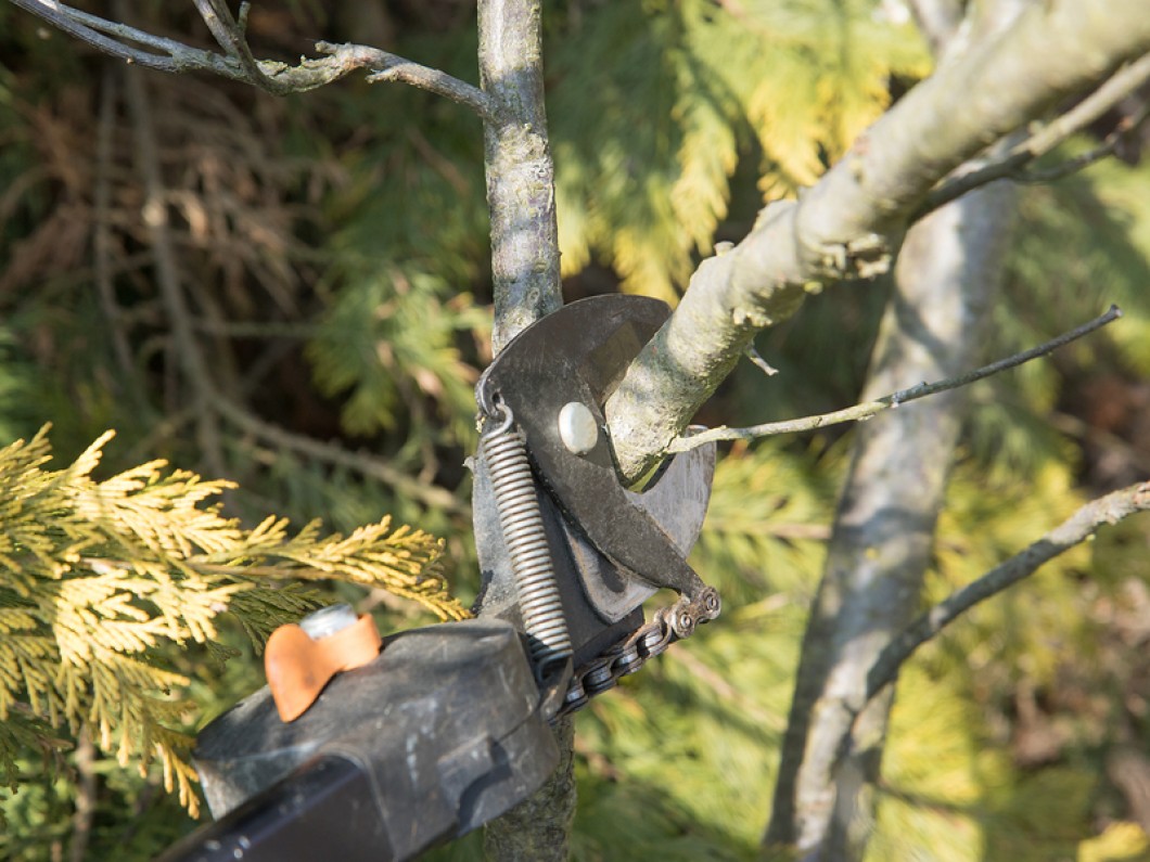 The Benefits of Tree Care and Maintenance